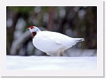 71__Riekko_willow grouse * 1413 x 1008 * (1.14MB)